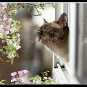 Meet your Posher, Hong